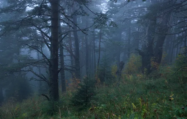 Forest, trees, nature, fog, Russia, Russia, Adygea, Adygea