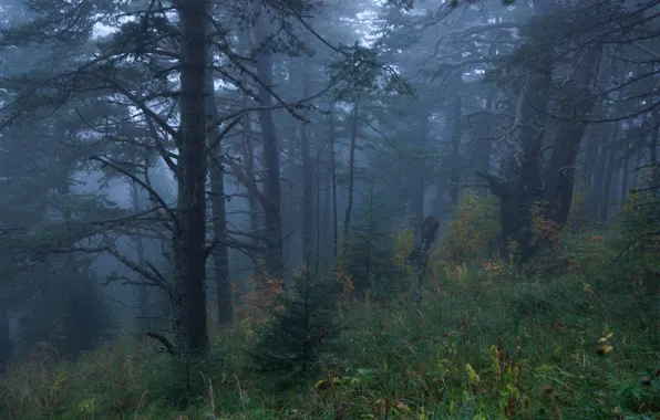 Picture forest, trees, nature, fog, Russia, Russia, Adygea, Adygea