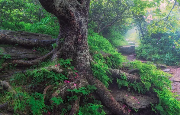 Forest, roots, tree, trunk