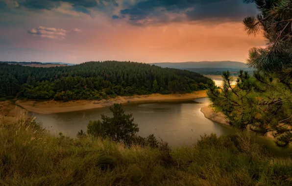 Forest, grass, river, shore, the evening, needles, pine