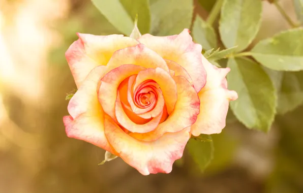 Picture macro, branches, roses