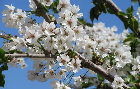 The sky, flowers, cherry, April, spring 2018, Mamala ©