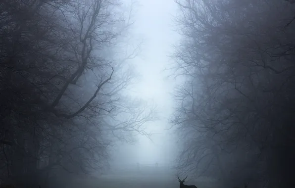Forest, trees, branches, fog, deer, morning