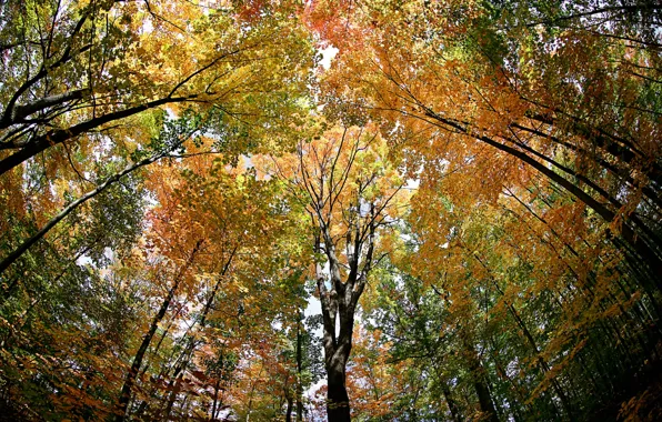 Picture trees, autumn, forest, leaves