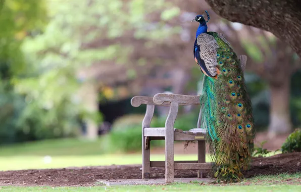 Bench, Park, bird, feathers, tail, peacock, bokeh