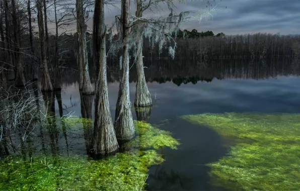 Picture FL, USA, State reserve, Pine Log State Forest, Pine Log