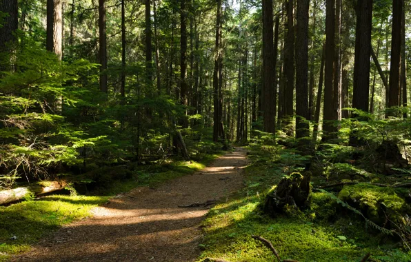 Picture forest, trees, nature, path