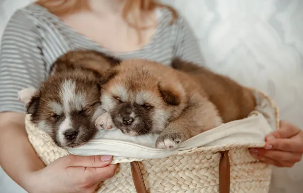 Dogs, girl, pose, hands, puppies, fabric, kids, basket