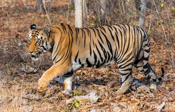 Autumn, leaves, the sun, nature, tiger, predator