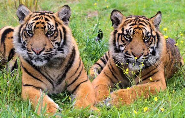 Picture grass, tiger, stay, predator, pair, the cubs