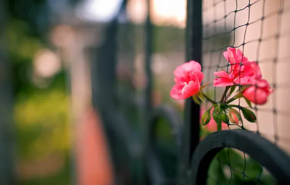 Picture macro, flowers, the fence