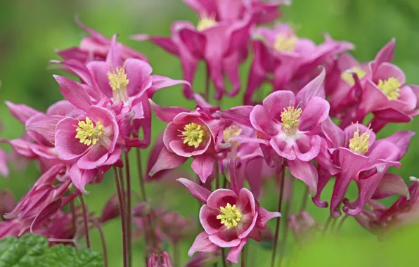 Flowers, pink, a lot, green background, bokeh, the catchment, Aquilegia