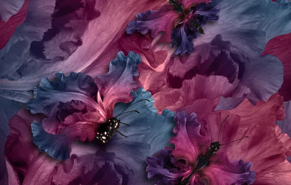 Butterfly, wings, irises