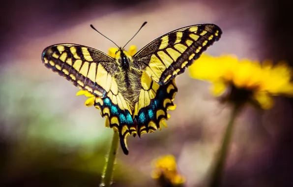 Macro, flowers, butterfly, insect