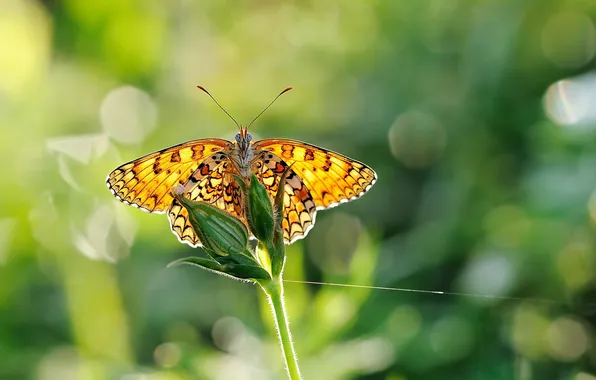 Grass, macro, nature, butterfly