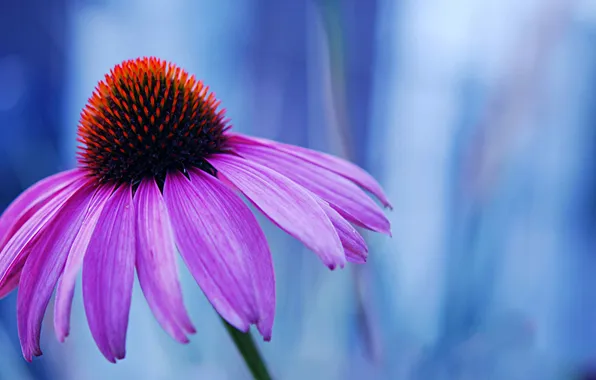 Flower, lilac, petals