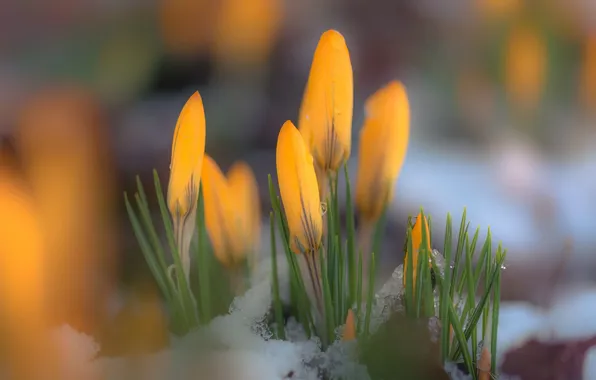 Flowers, nature, spring