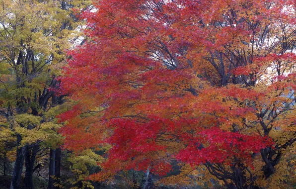 Autumn, forest, leaves, Park, tree, maple, the crimson
