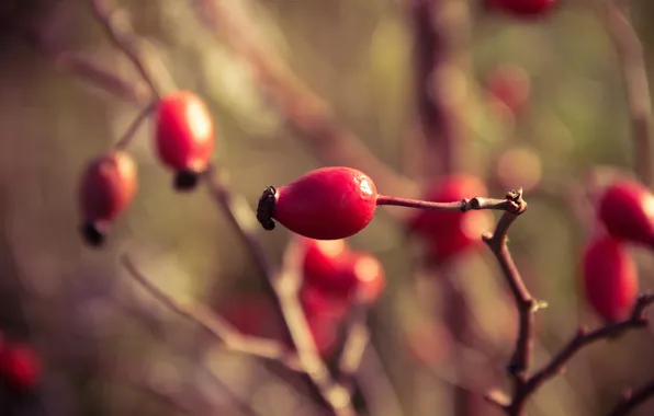 Autumn, berries, branch, October, briar