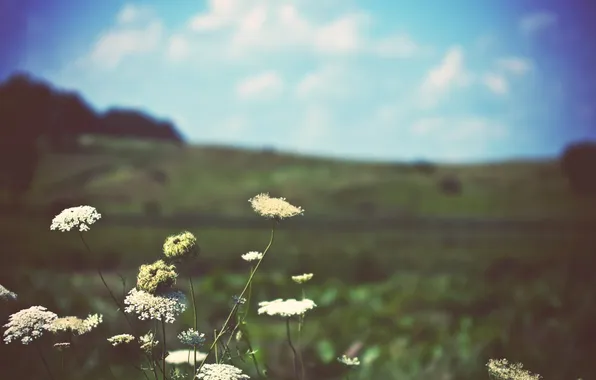Field, the sky, nature, photo, plants, horizon