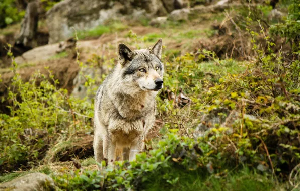 Look, animal, wolf, predator