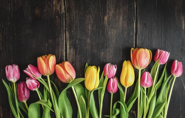 Flowers, colorful, tulips, fresh, wood, flowers, beautiful, tulips