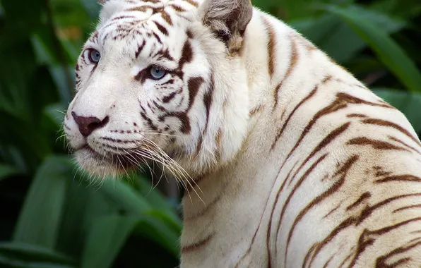 Eyes, strips, white tiger, beautiful
