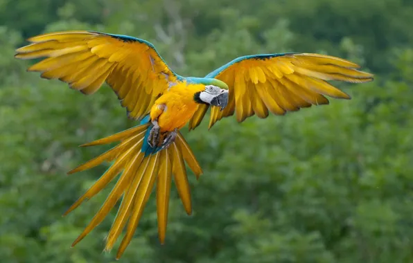 Picture bird, animal, cute