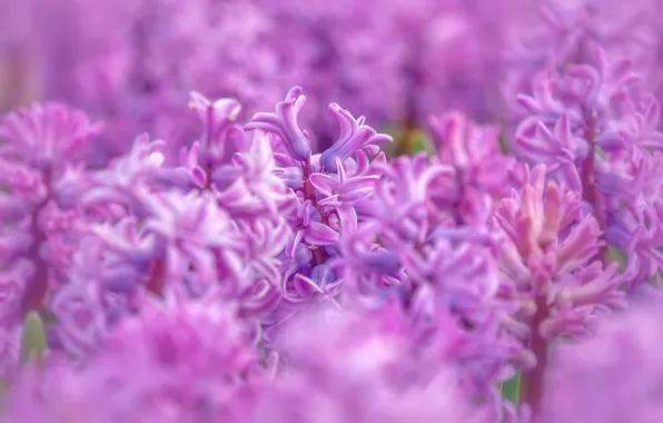 Picture flowers, spring, pink, a lot, blurred background, hyacinths