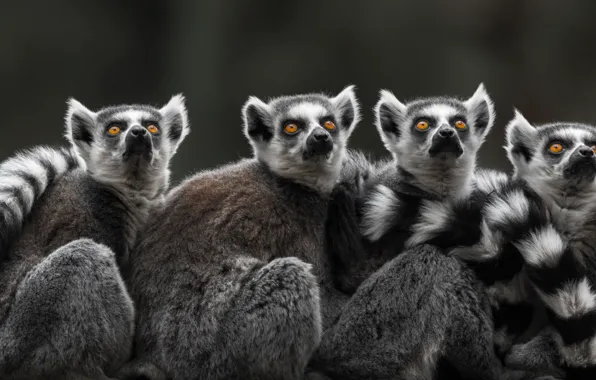 Picture lemurs, Quartet, A ring-tailed lemur, Katta