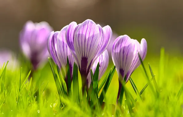 Picture grass, crocuses, lilac