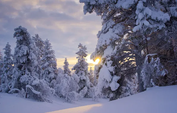 Winter, forest, the sun, snow, trees, the snow, Finland, Finland