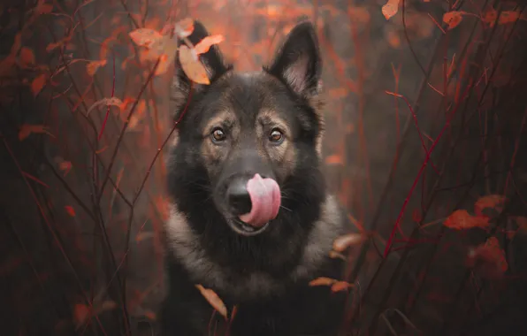 Picture autumn, language, look, face, branches, dog, German shepherd