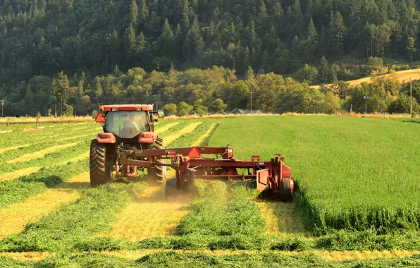 Field, forest, mountains, nature, work, harvest, cleaning, male