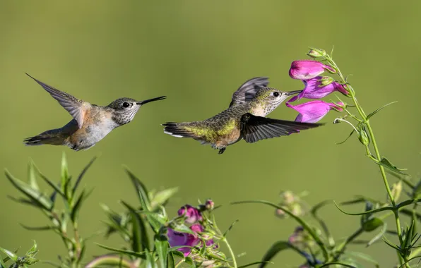Flight, flowers, birds, nectar, Hummingbird, birds, a couple, green background