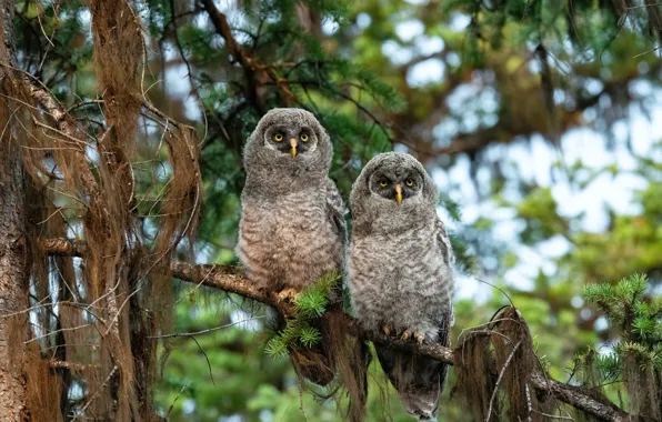 Forest, birds, owls, owlets