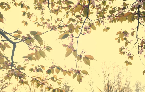 Flowers, Sakura, Beauty
