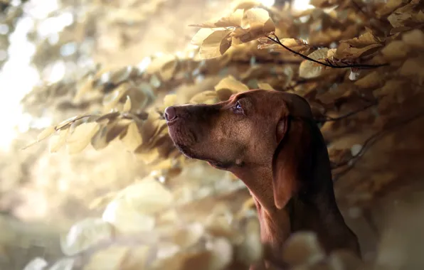 Nature, each, dog