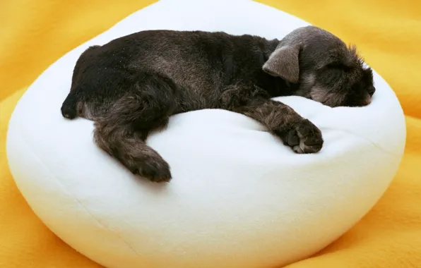 White, black, dog, sleeping, puppy, Ottoman