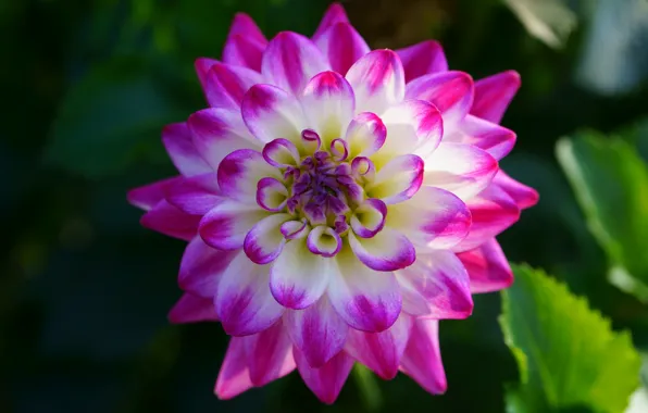Flower, leaves, macro, background, pink, petals, garden, two-tone