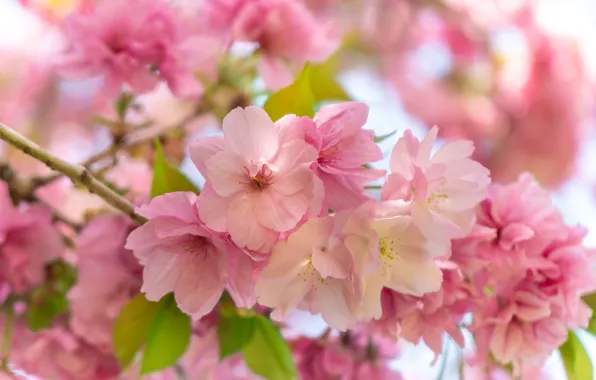 Macro, flowers, branches, spring, garden, Sakura, pink, flowering