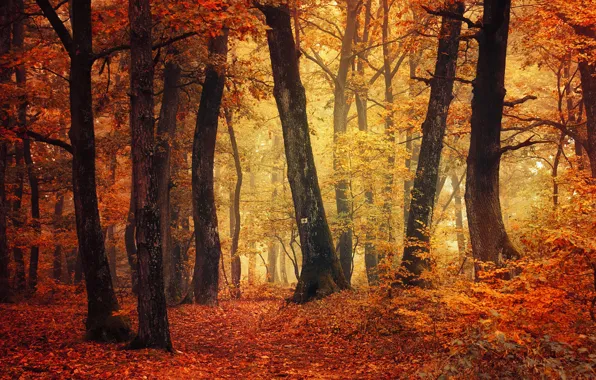 Autumn, fog, trail, autumn colors, fall, foliage, woodland, fall colors