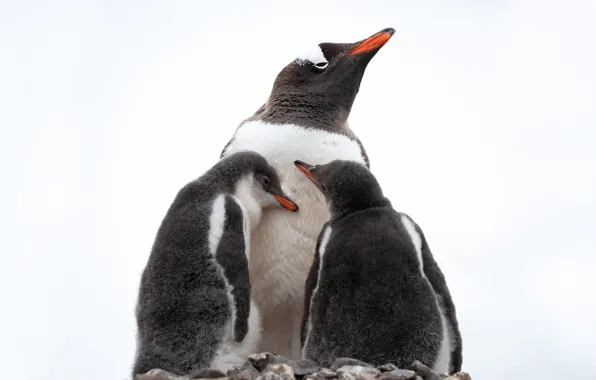 Winter, snow, birds, pose, stones, together, penguins, white background