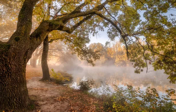 Autumn, trees, landscape, nature, fog, shore, morning, pond