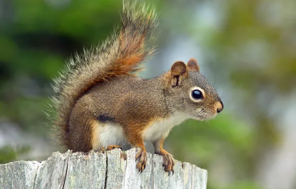 Picture nature, background, protein, tail