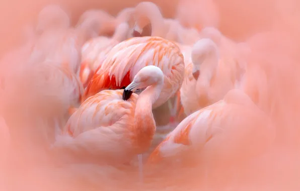 Picture birds, pink, Flamingo