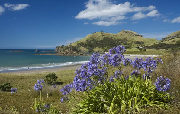 Beach, flowers, the ocean, coast, Island, New-Zealand, Great Barrier
