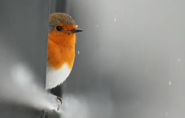 Snow, bird, the fence, Peeps, Robin