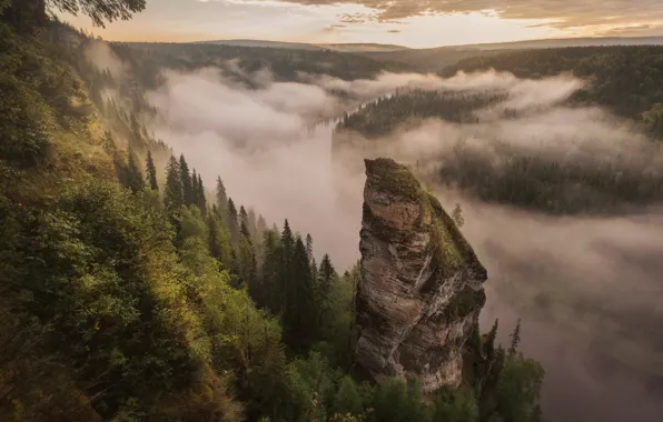 Picture forest, nature, mountains, fog