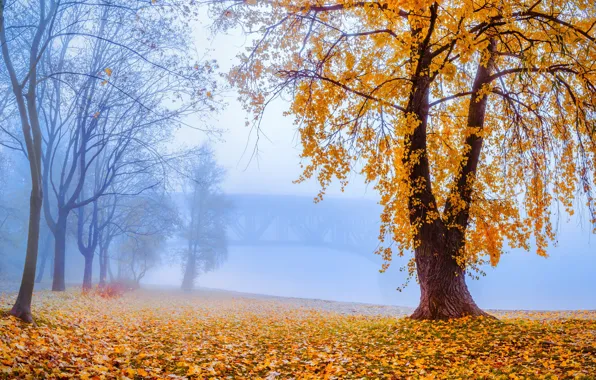 Picture autumn, trees, bridge, fog, shore, foliage, morning, haze